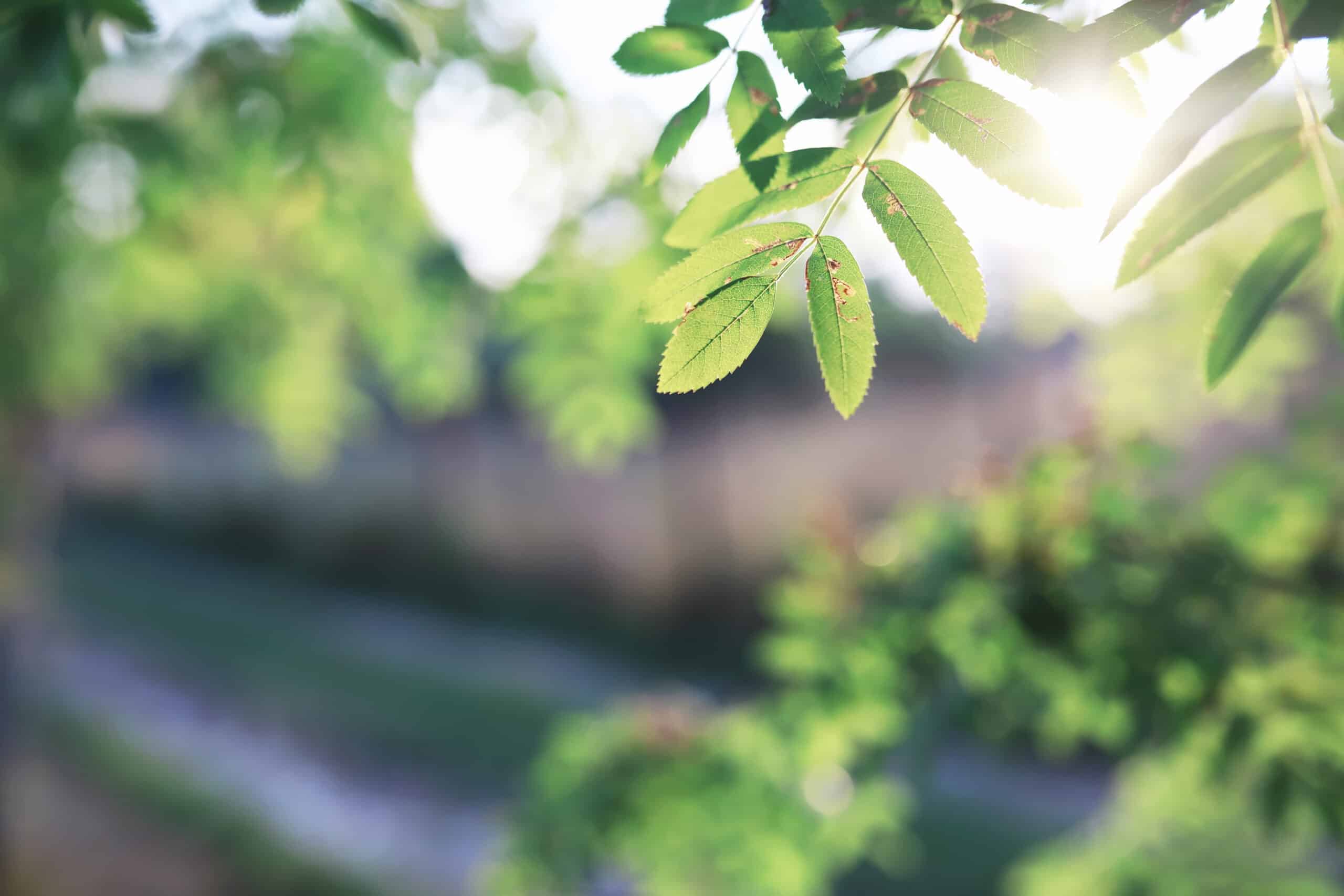 S-Pankin kiinteistövarainhoidon vastuullisuusraportti vuodelta 2024 on julkaistu